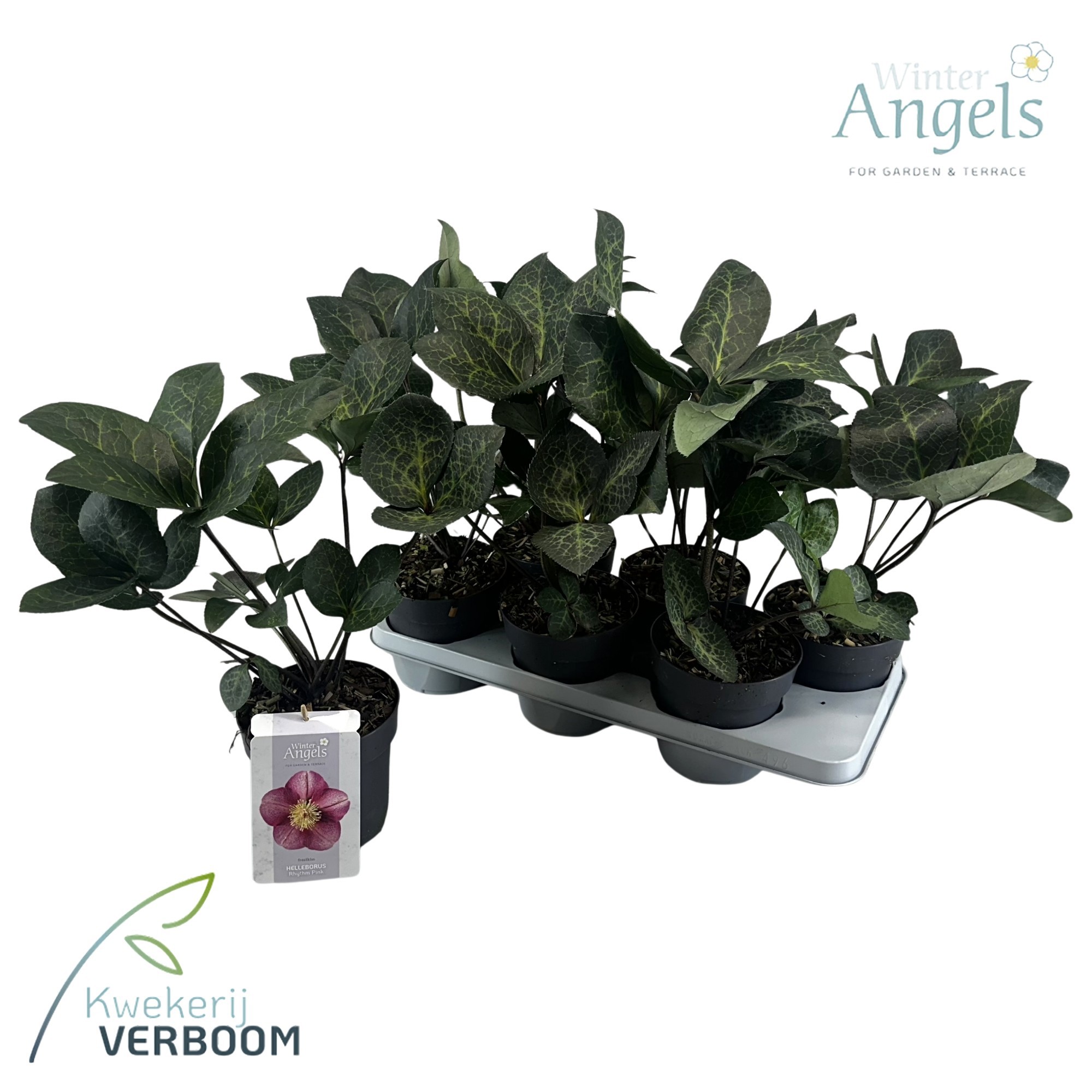 Helleborus Frostkiss Rhythm Pink GROEN