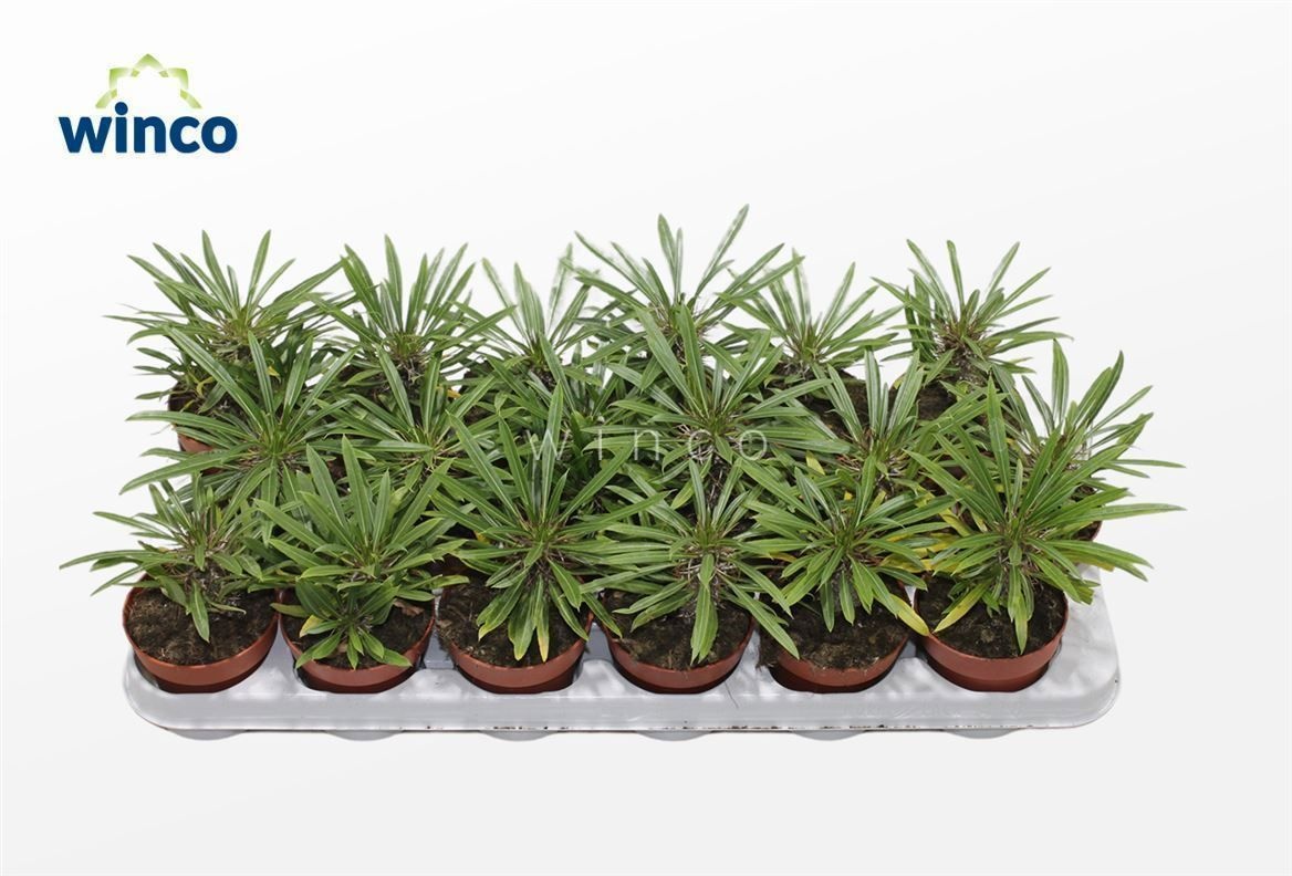 Pachypod Lamerei 508P 18H