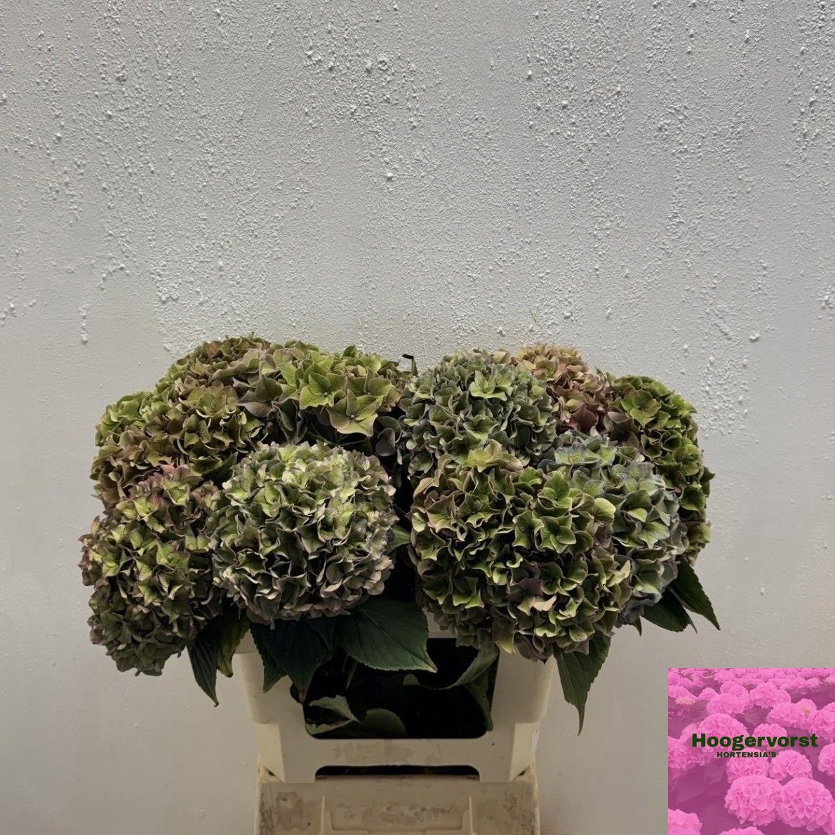 Hydrangea Rodeo Classic Pink 60cm 16Ø