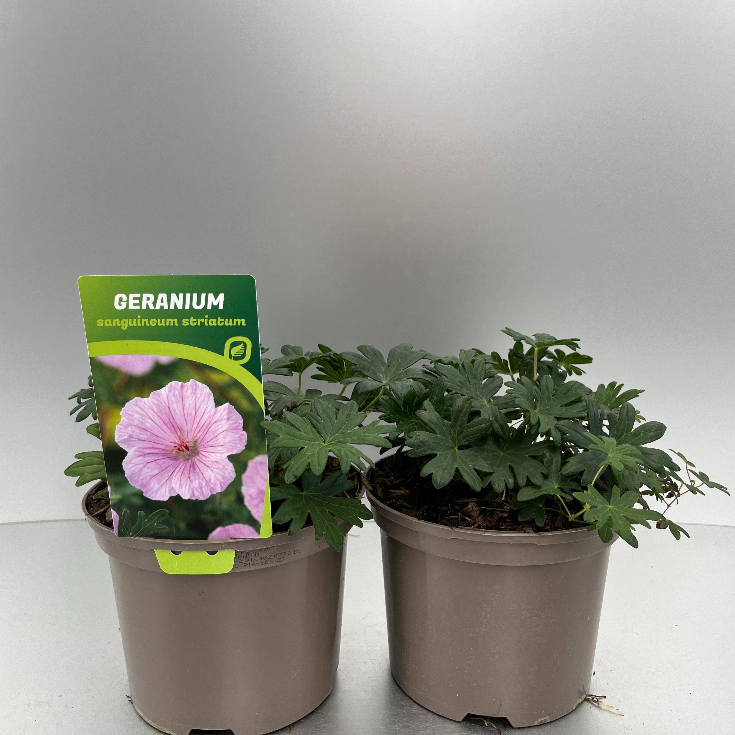 Picture of Geranium sang. striatum P17 (2 Ltr)