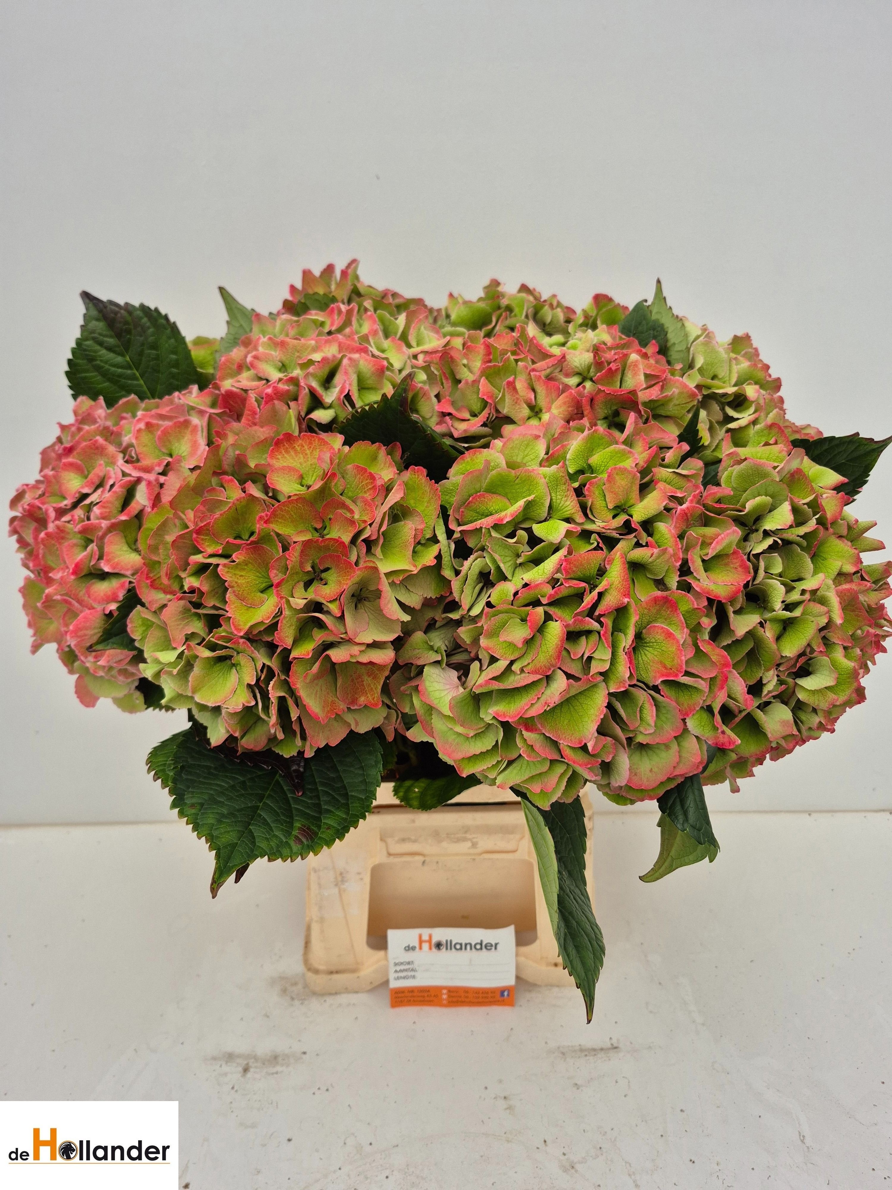 Hydrangea Royal Love Classic 60cm 22Ø