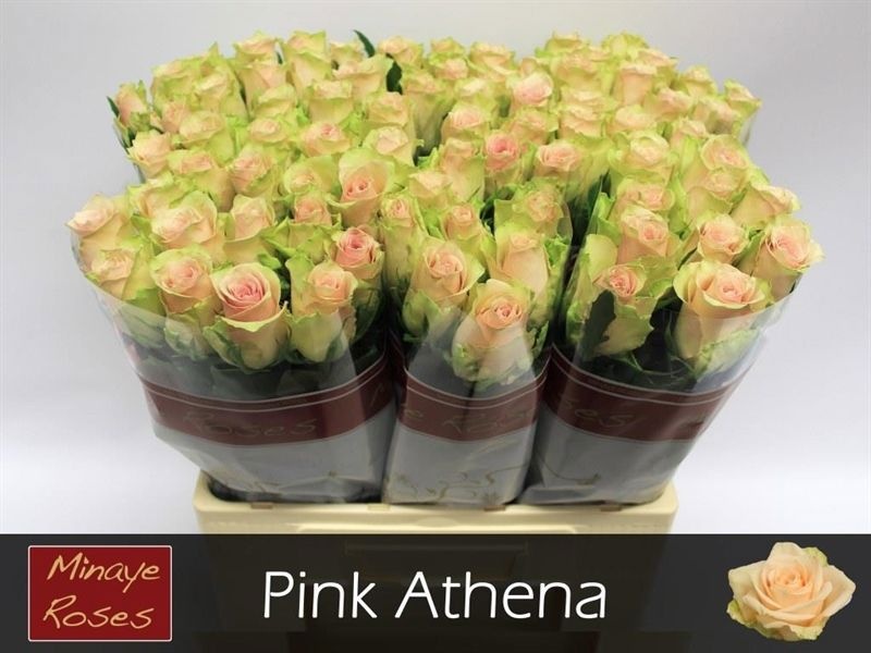 Rosa Pink Athena 60cm