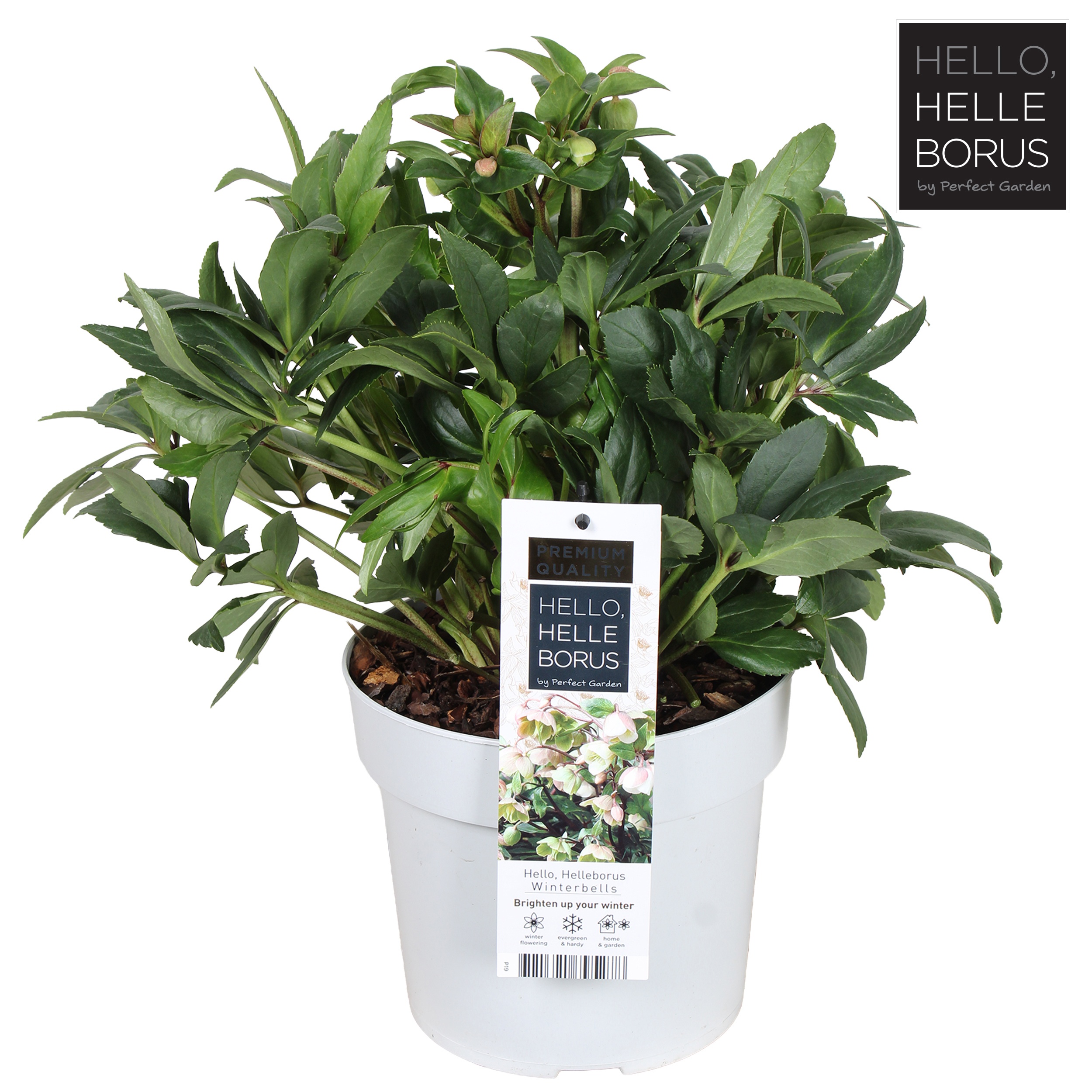 Helleborus 'Winterbells'