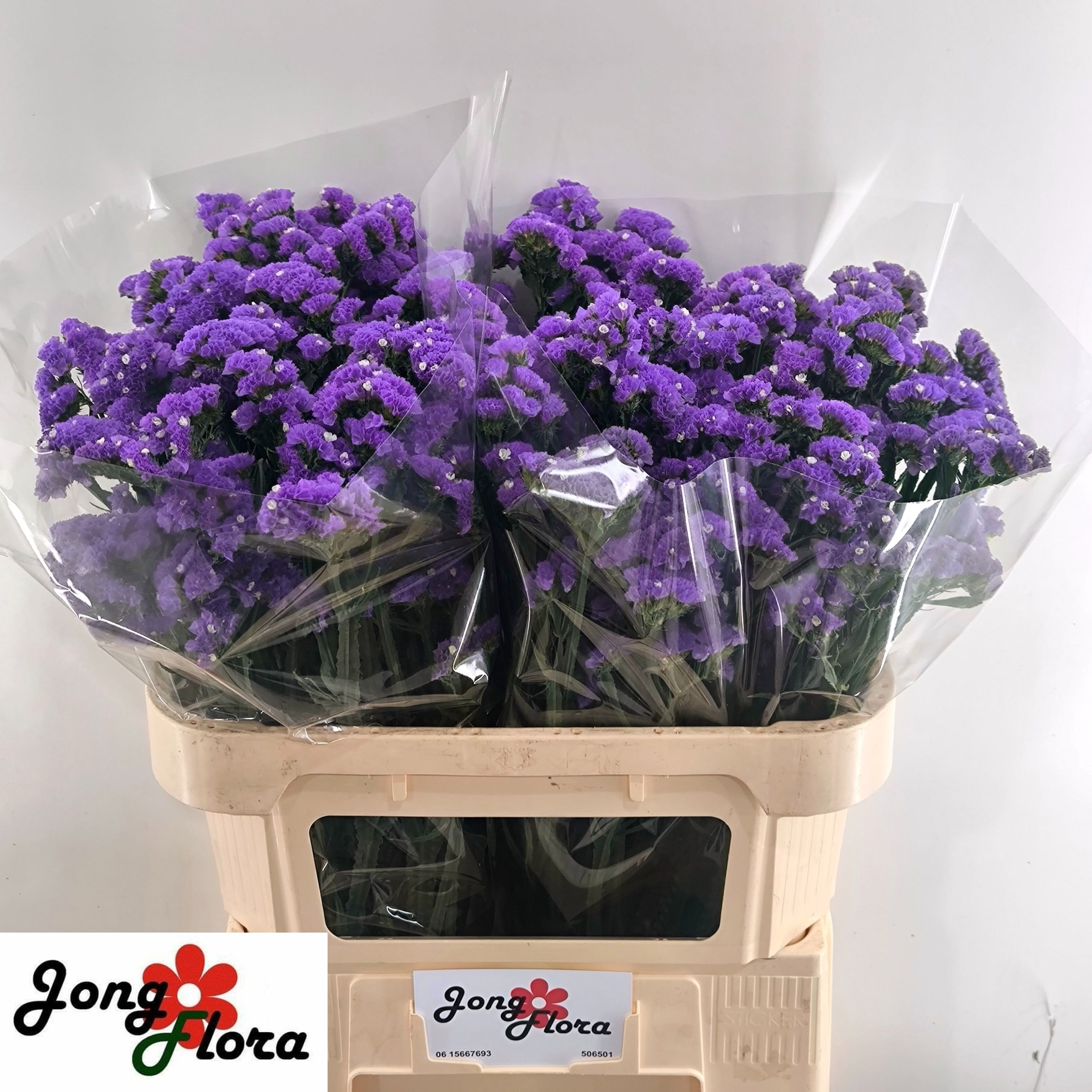 Limonium St River Wings 70cm 45gram