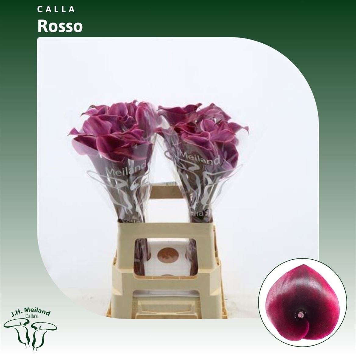 Zant Rosso 65cm