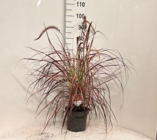 Picture of Pennisetum set. Fireworks P23 (5 Ltr)