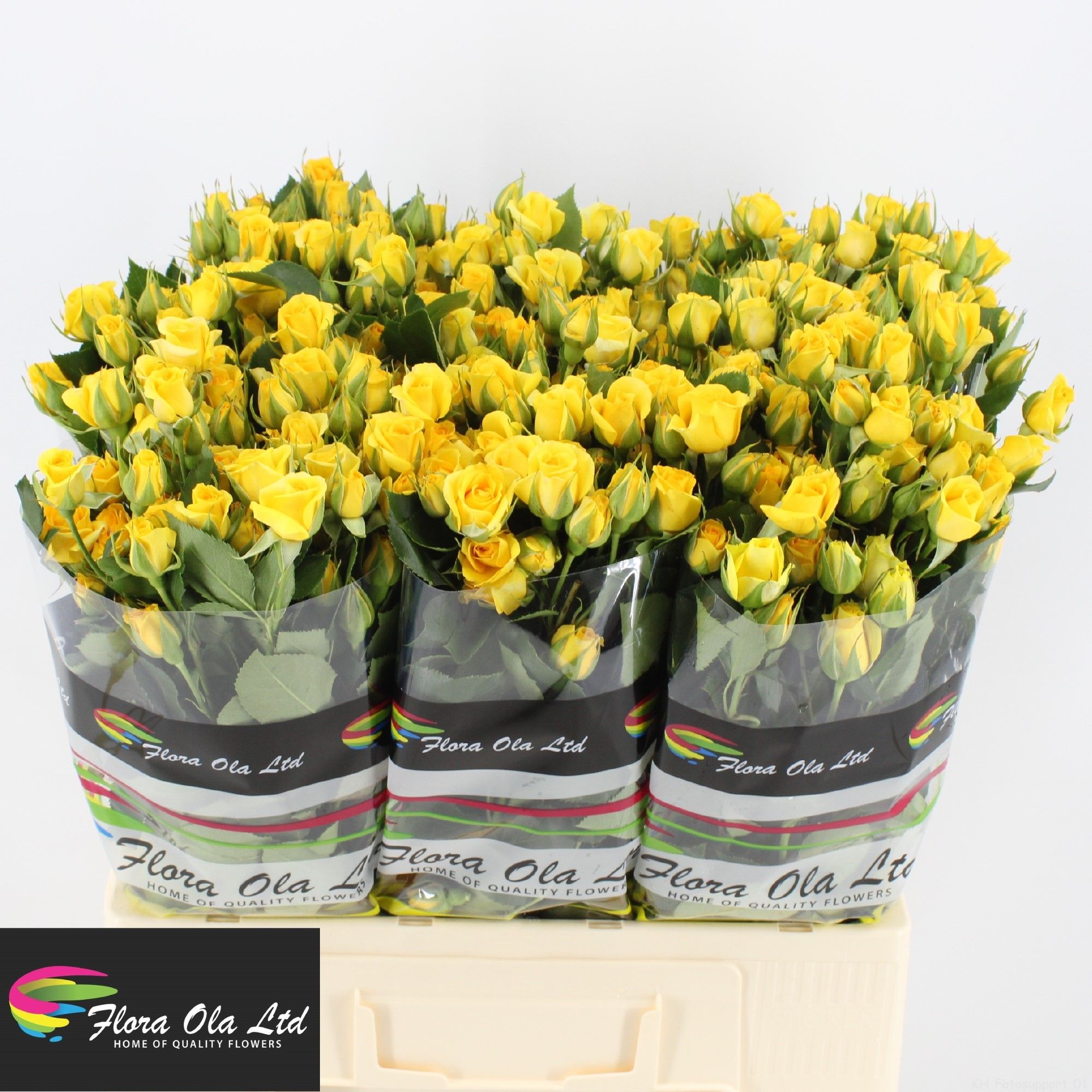 Rosa Spray Yellow Babe 60cm
