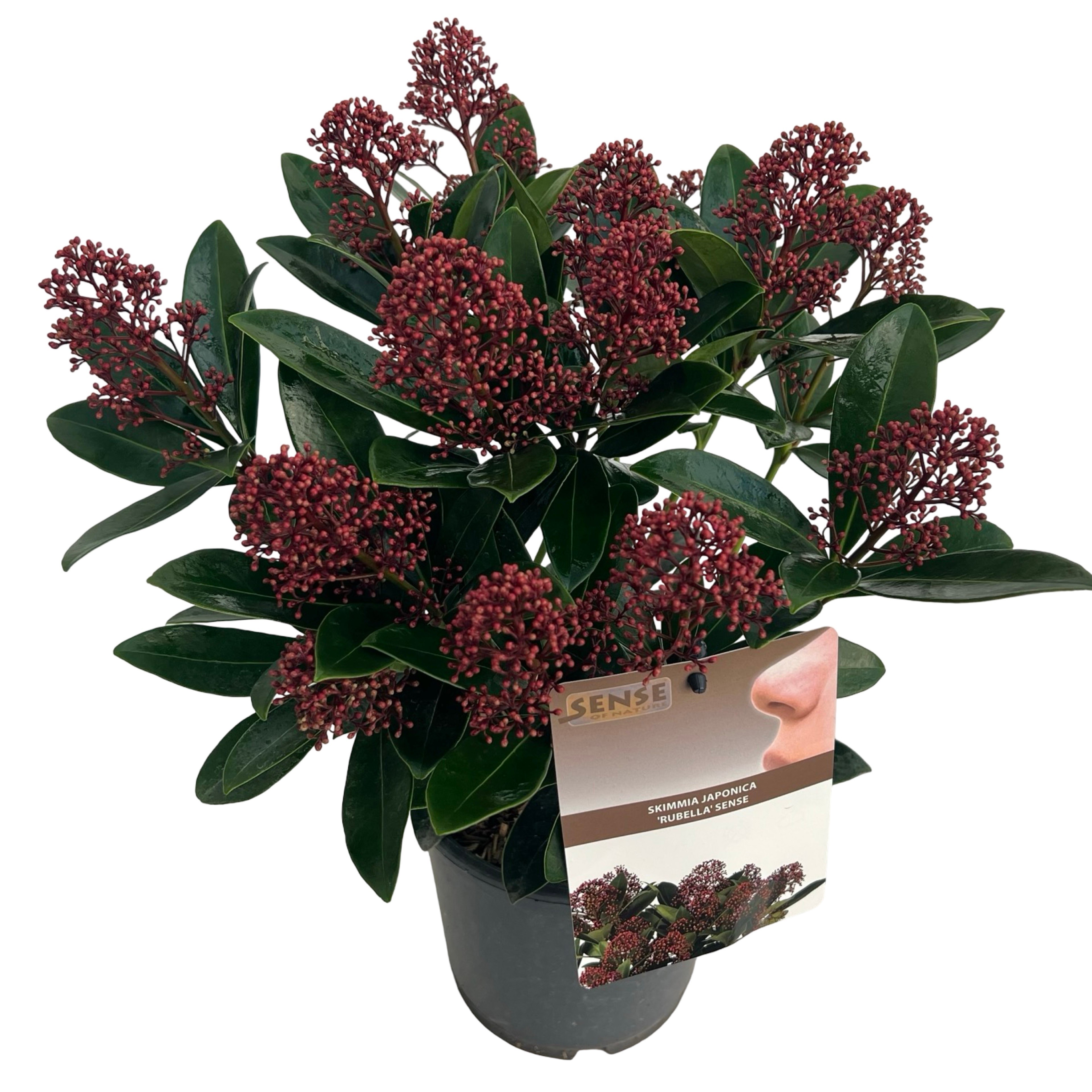 Skimmia jap. 'Rubella' sense