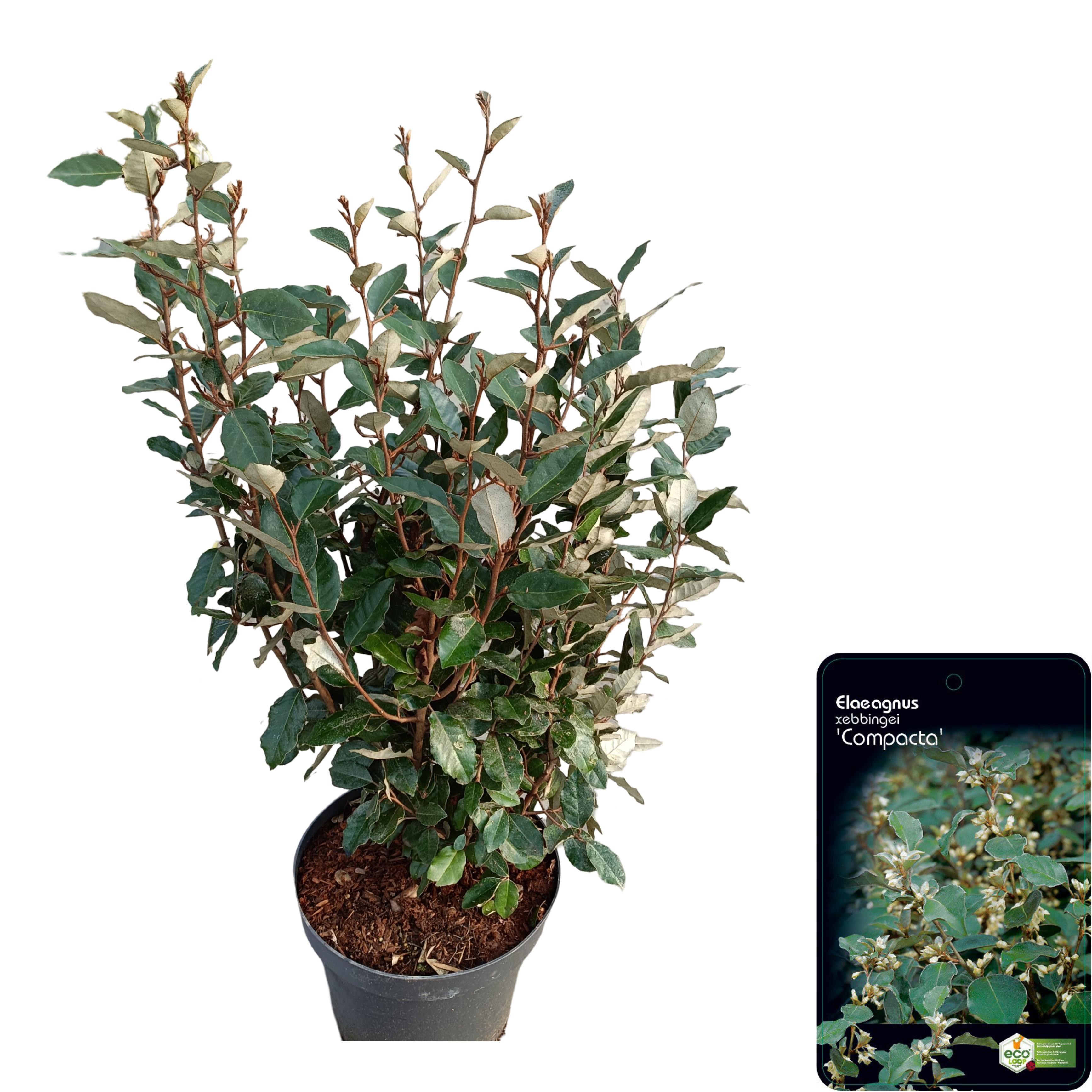 Picture of Elaeagnus ebbingei 'Compacta' C10