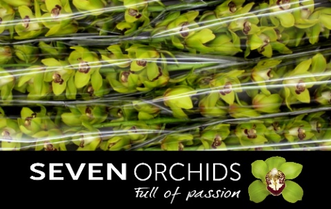 Cymbidium Green Art 12/15bl
