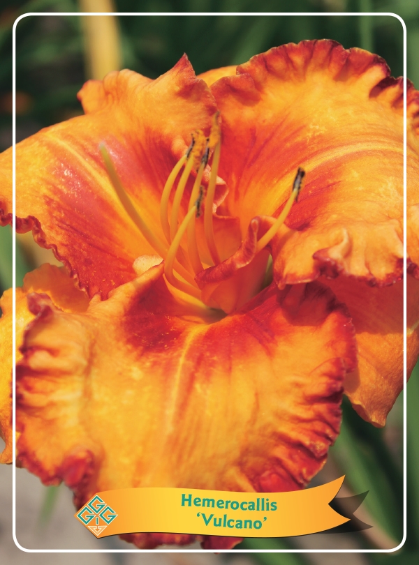 Picture of Hemerocallis Mix 6x10 srt. per shelve P11