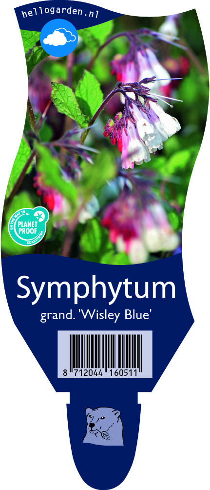 Symphytum grandiflorum 'Wisley Blue'