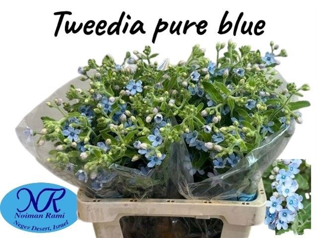 Oxypetal Tan Pur Blu