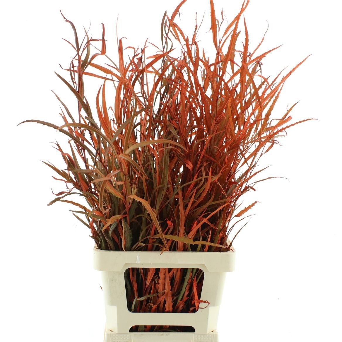 Decoration Greens Painted 70cm 200gram