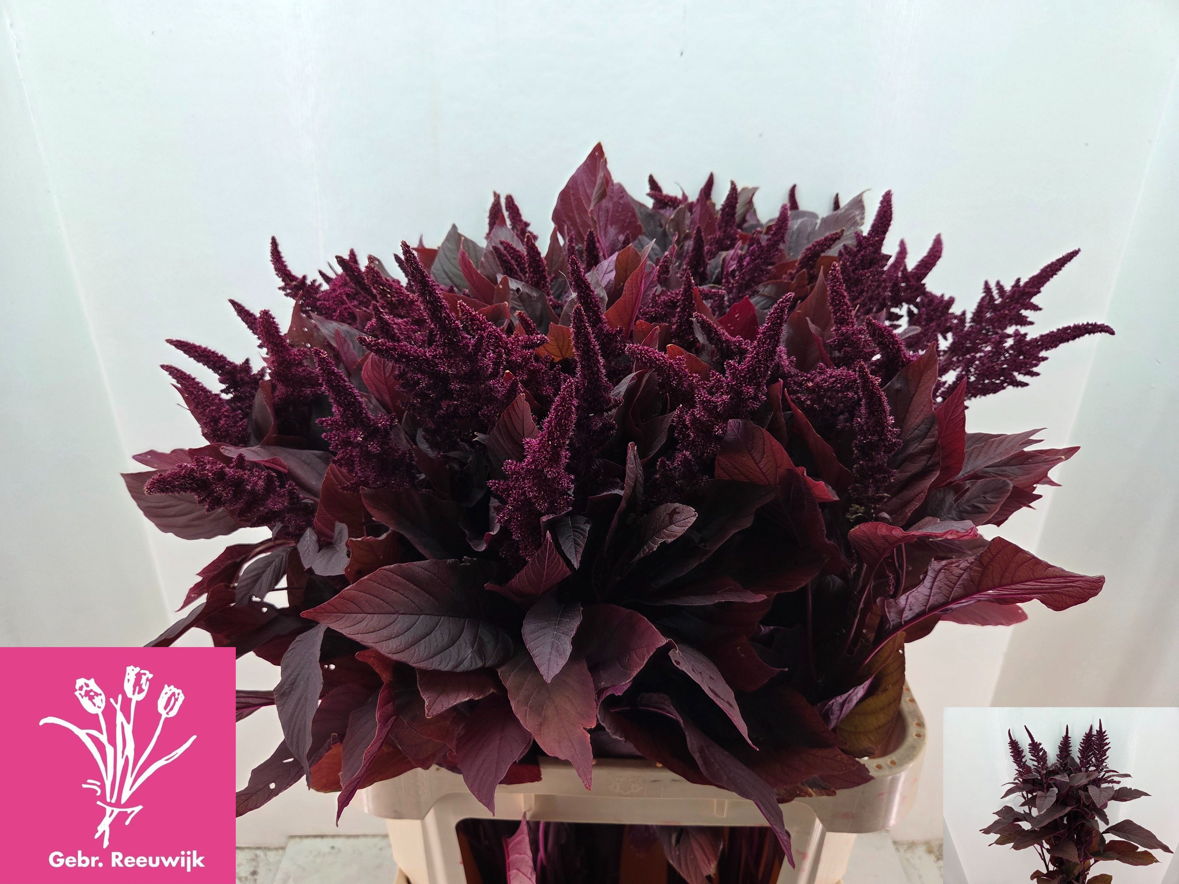 Amaranthus Upright Gruen Velvet 80cm