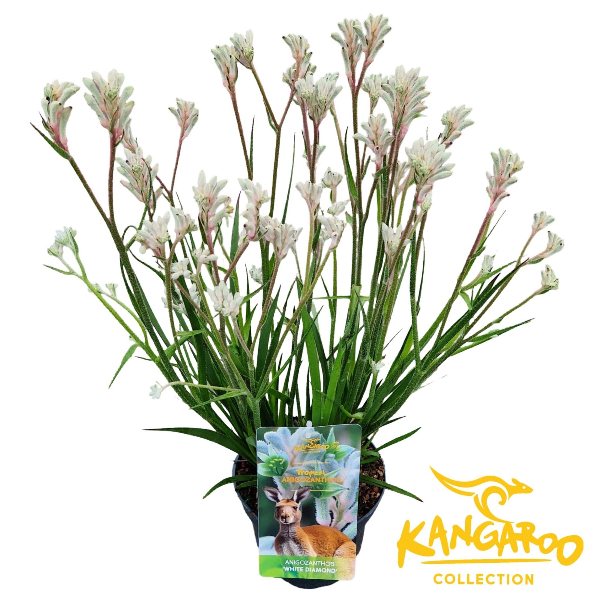 Anigozanthos 'White Diamond'