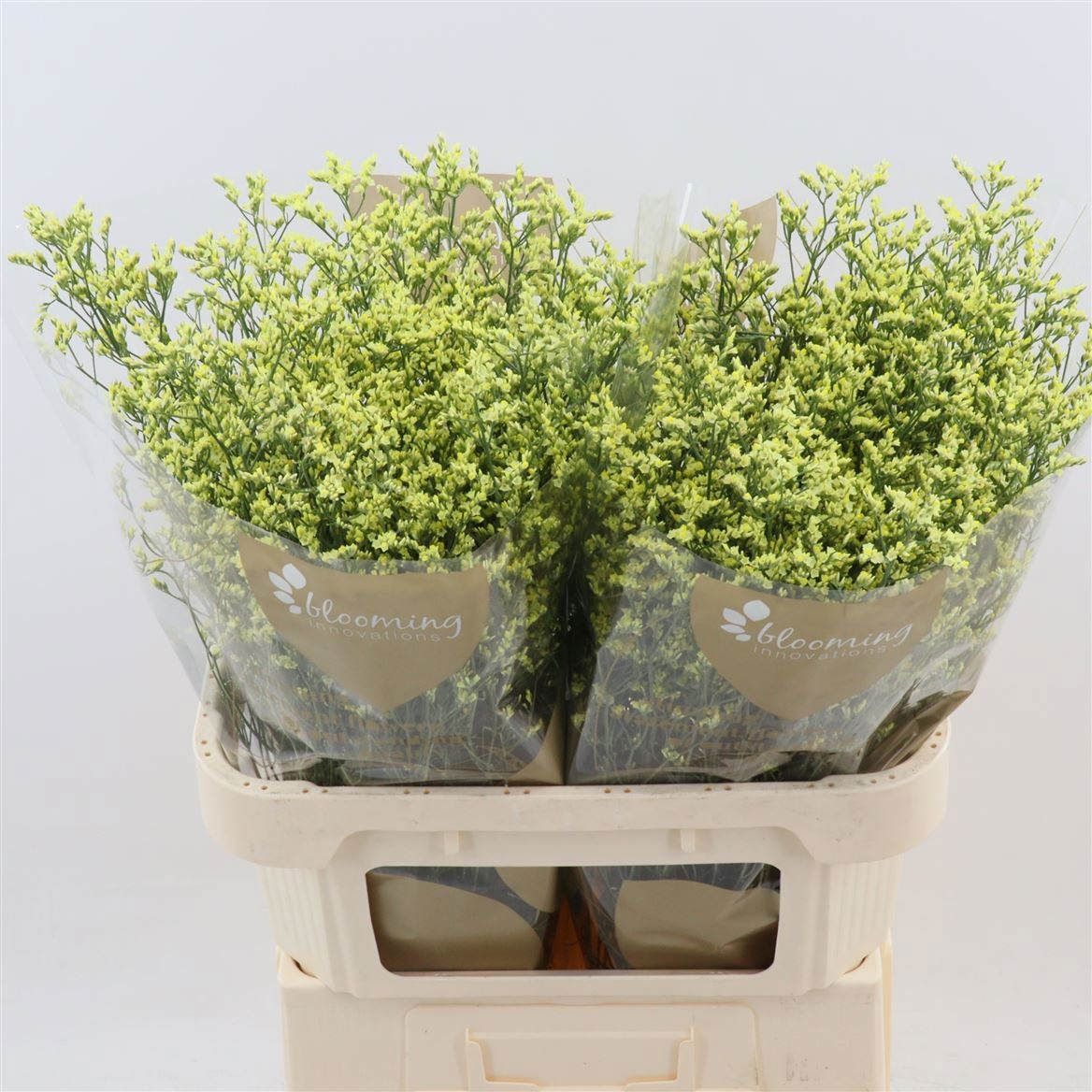 Limonium Sin China Summer 80cm 40gram