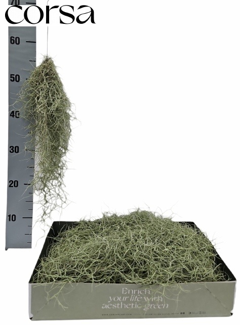 Till Usneoides