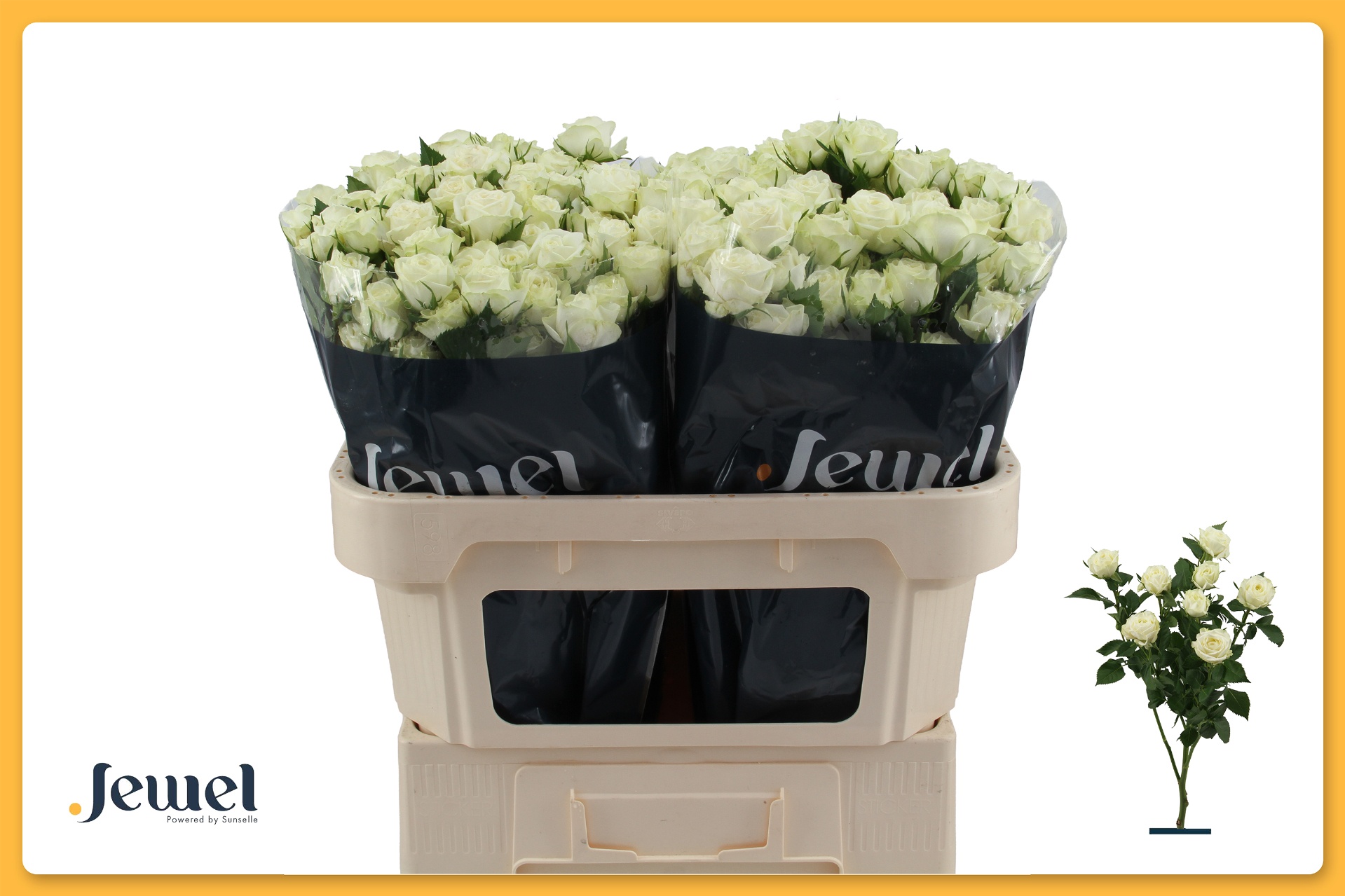 Rosa S Pr Milky Way 80cm