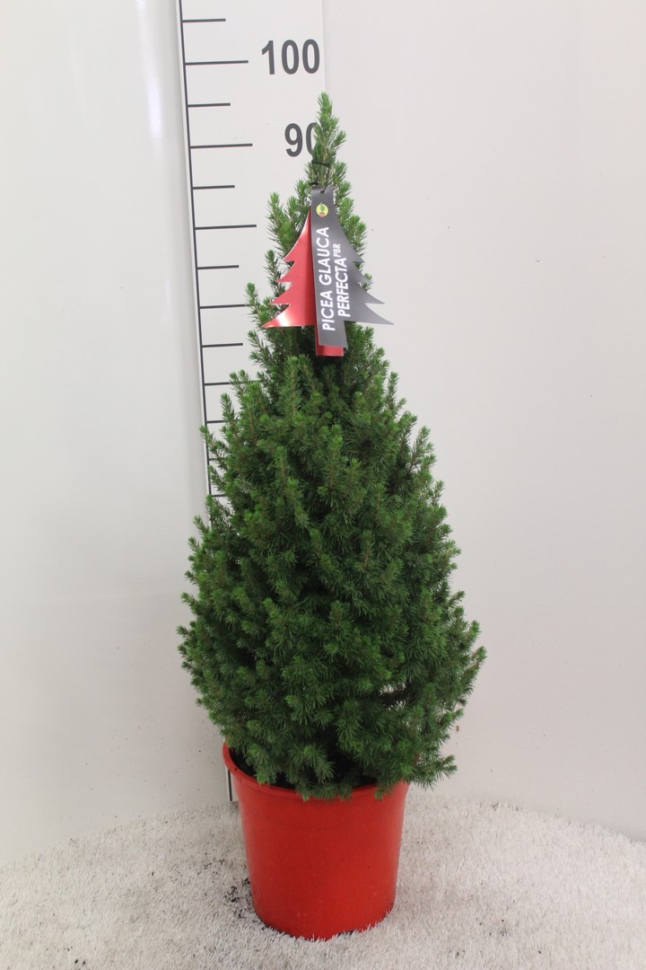 Picture of Picea glauca Perfecta P24 (6 Ltr) 85CM-INC-POT/POTGROWN (LOOSE)