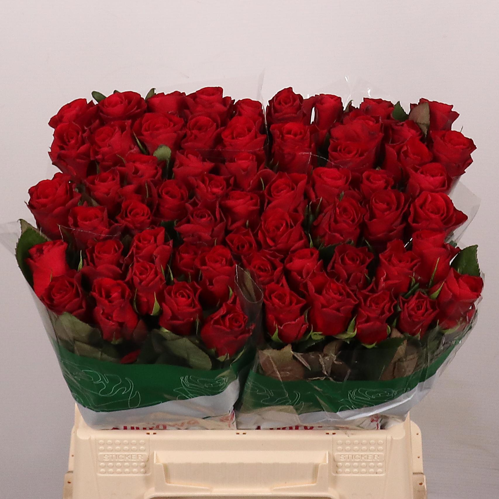 R Gr Red Tacazzi+