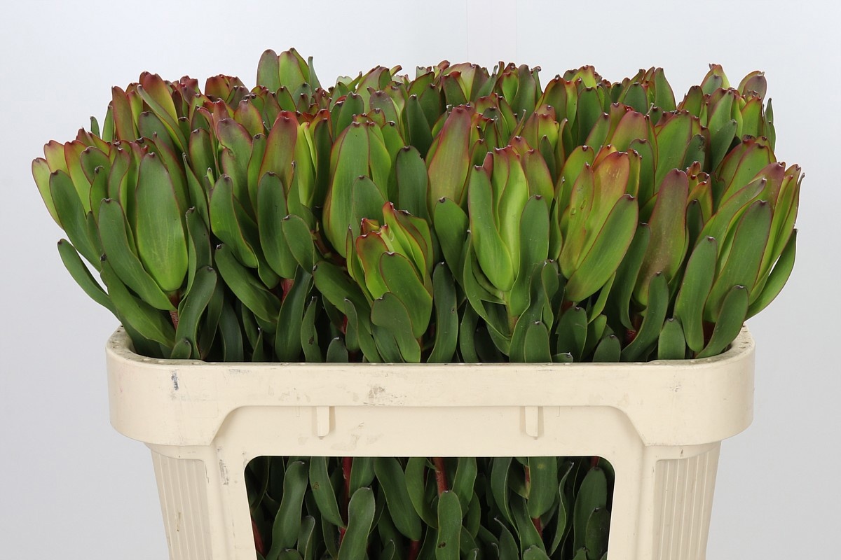 Leucad Laurel Yellow