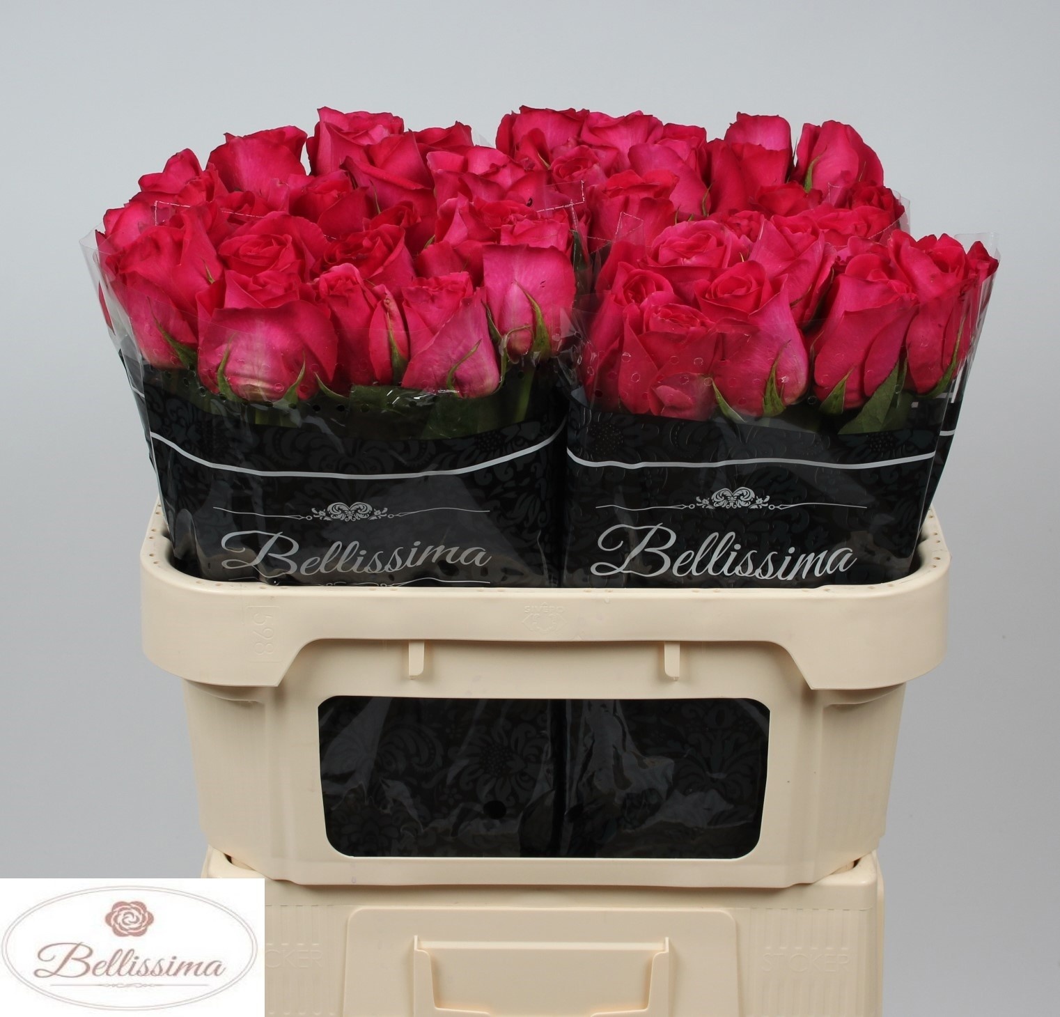 Rosa Pink Floyd 70cm