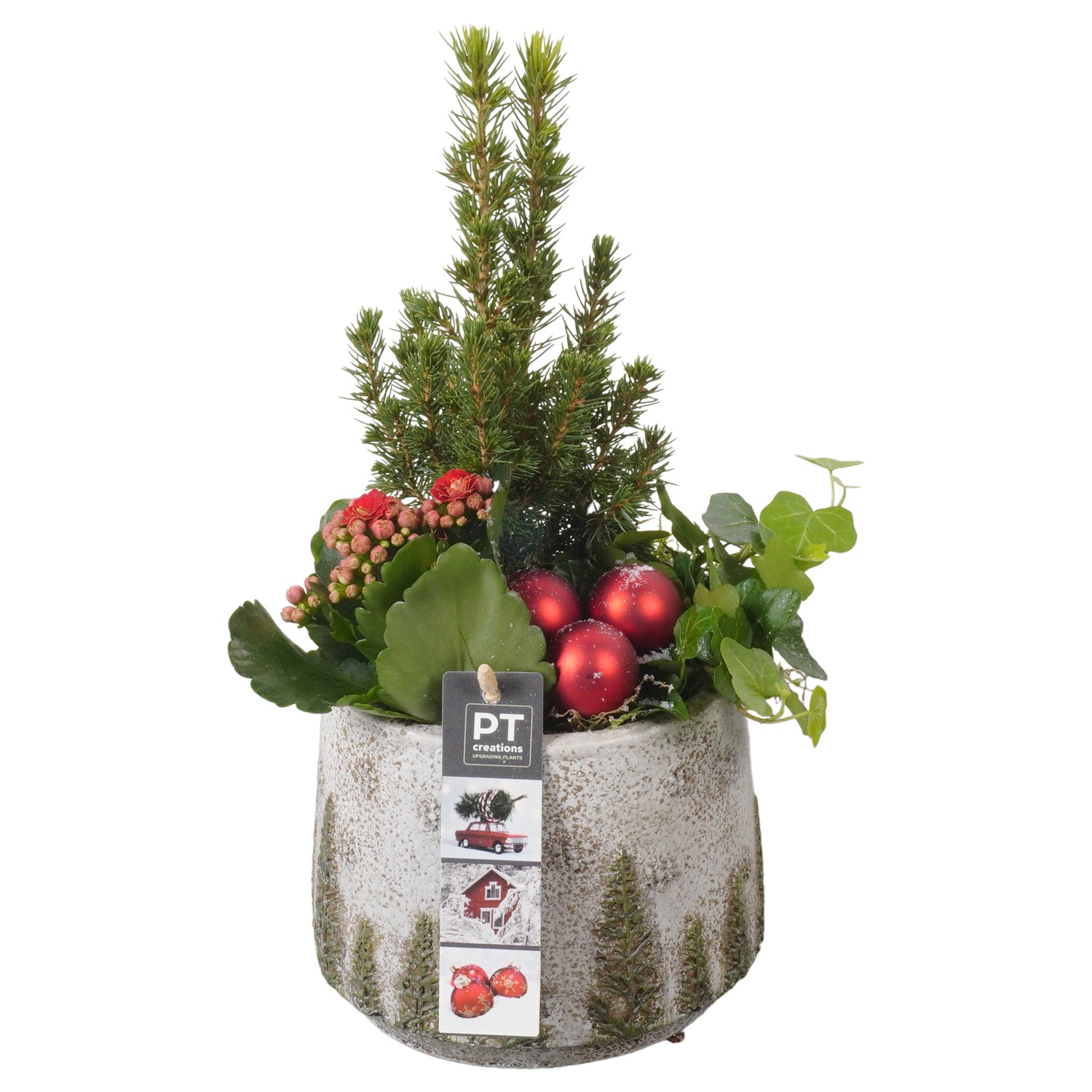 Picture of PTKB9410 Arrangement X-Mas in concrete pot P15 32cm