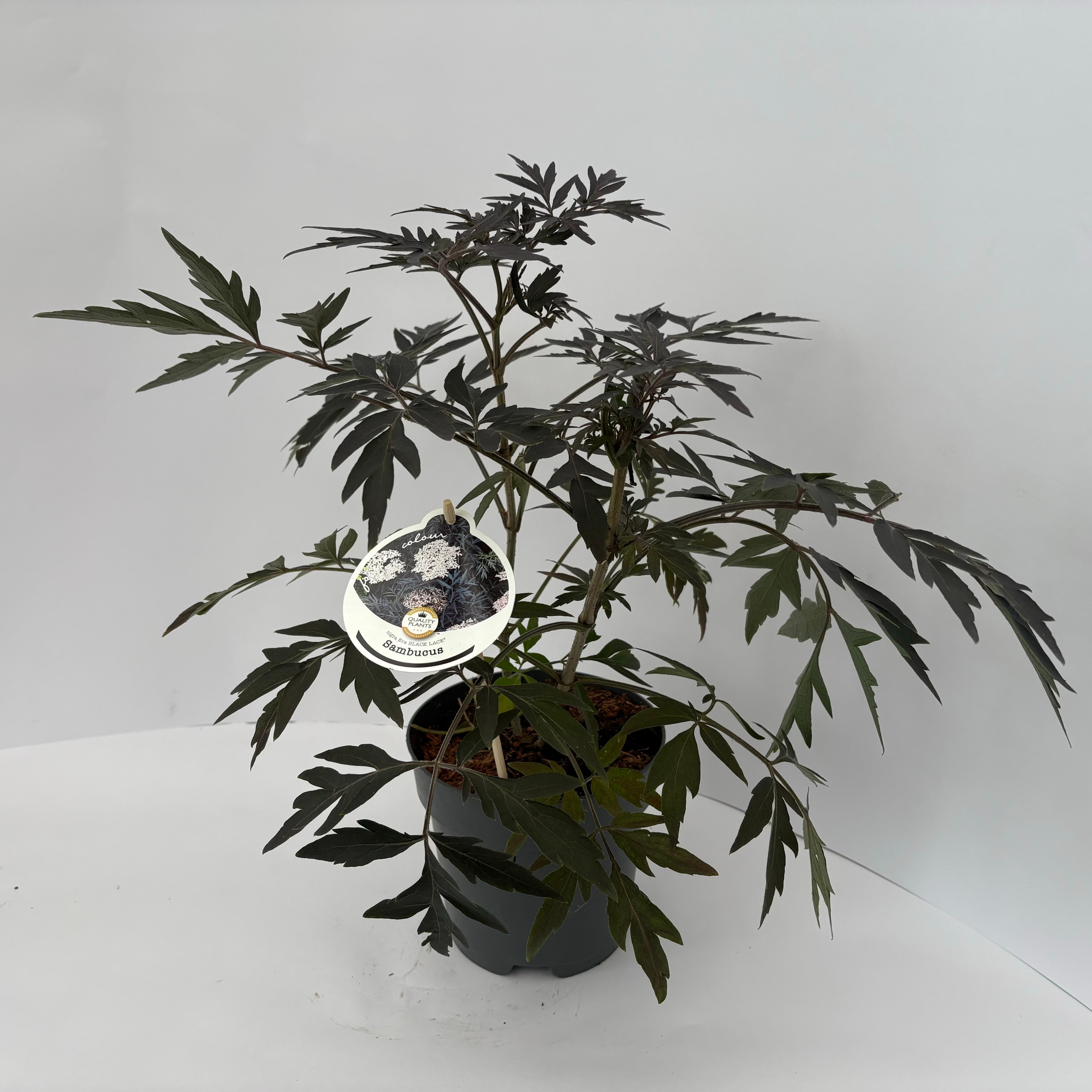 Picture of Sambucus nigra Black Lace P17 (2 Ltr)