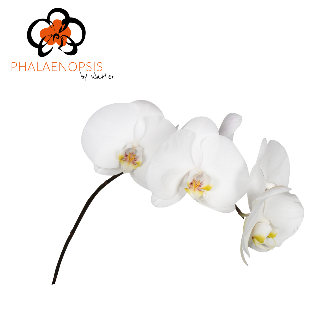 Phal T Sensati White
