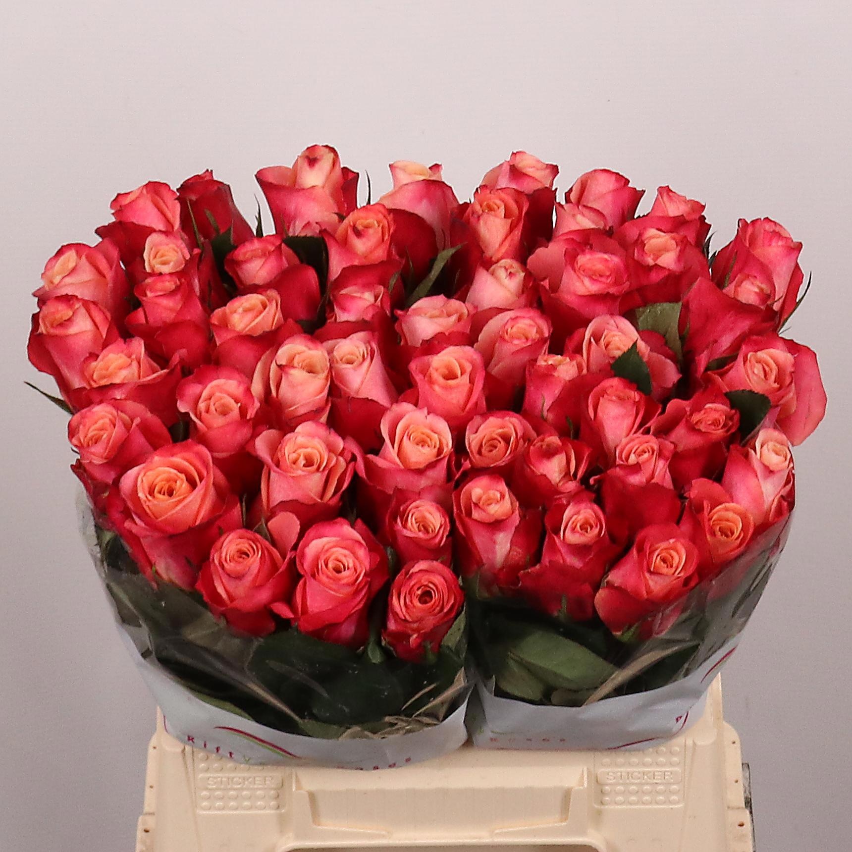 R Gr Helene