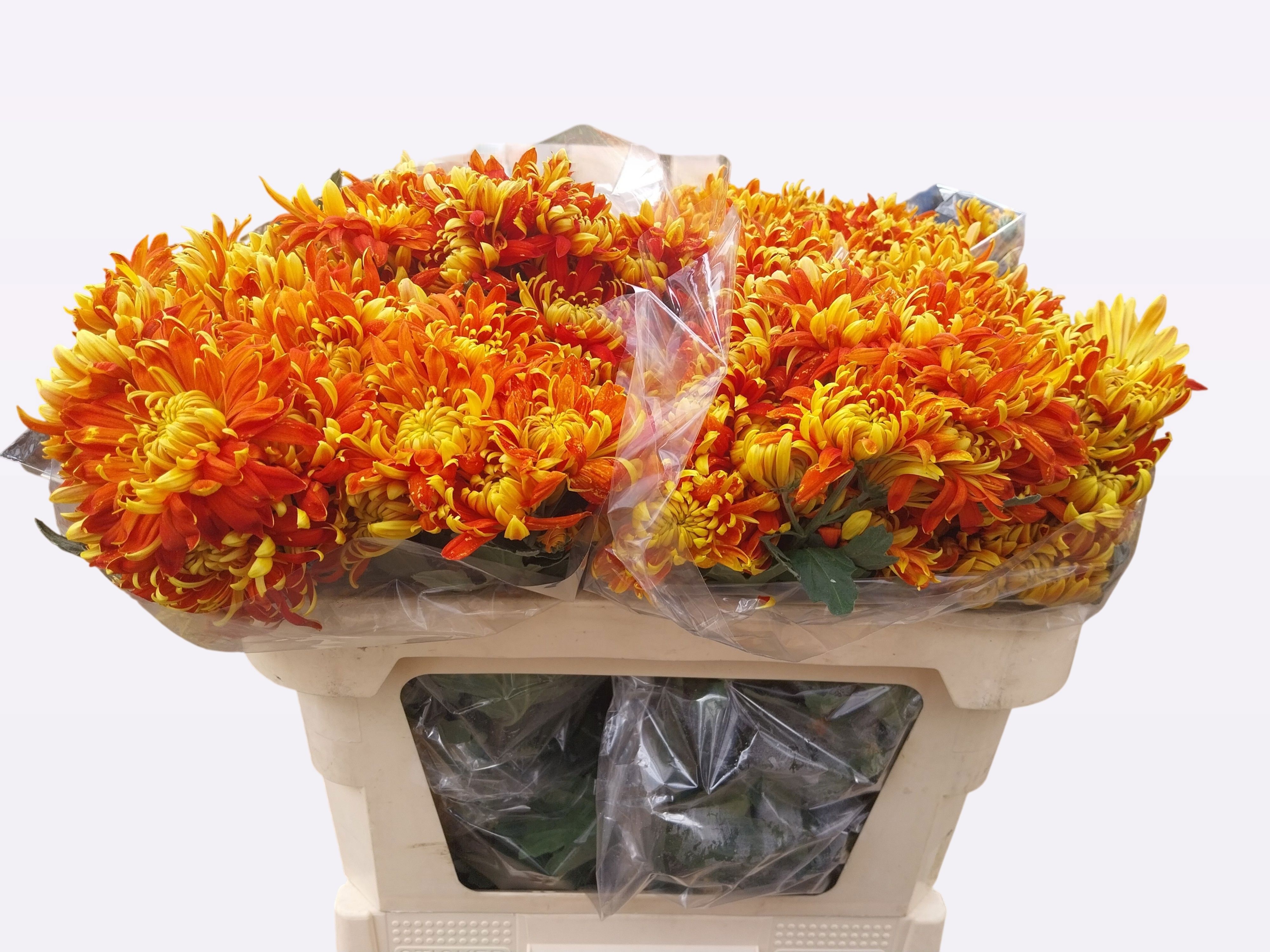 Chrys Spray Novelty Mix 70cm 75gram