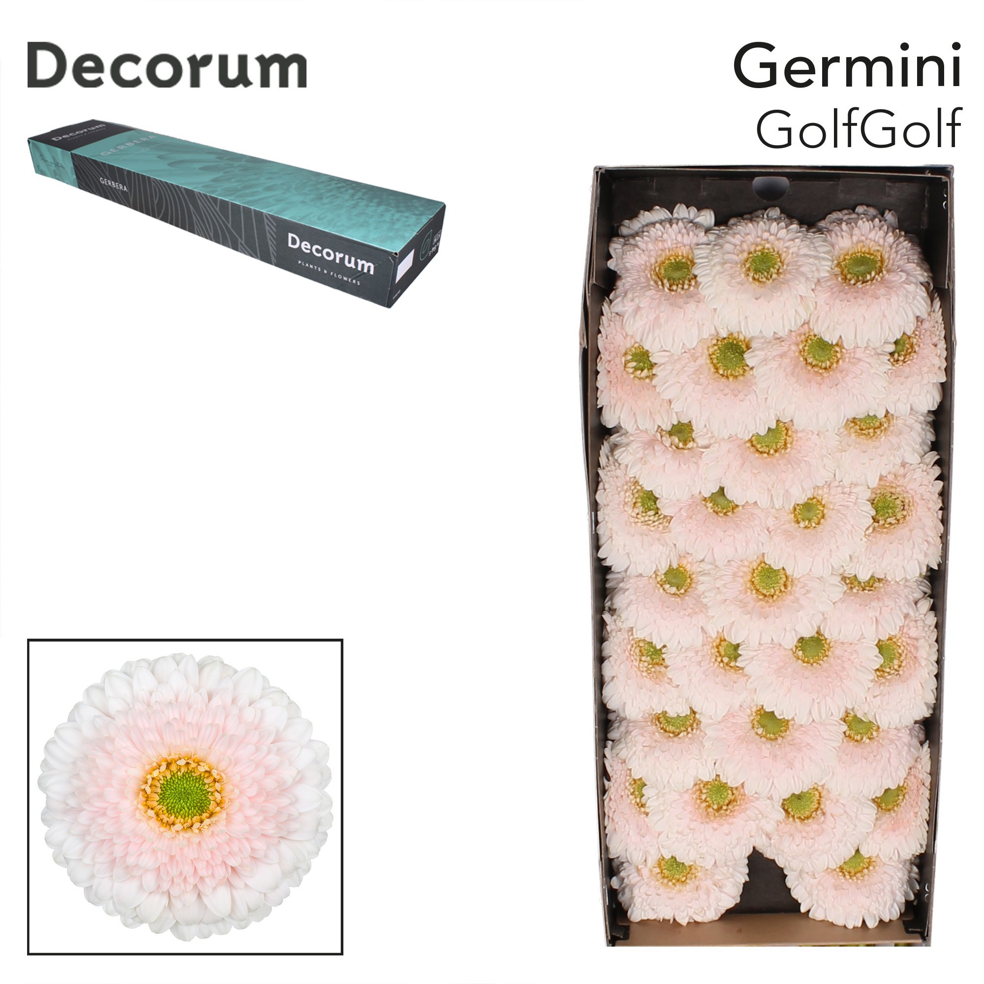 Germini Pomponi Golfgolf Doos