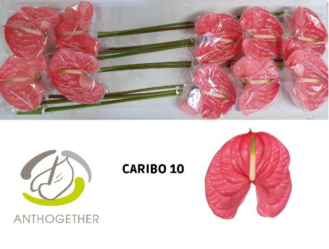 Anth A Caribo