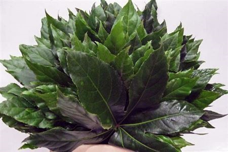 Fatsia Japonica Blad 50cm