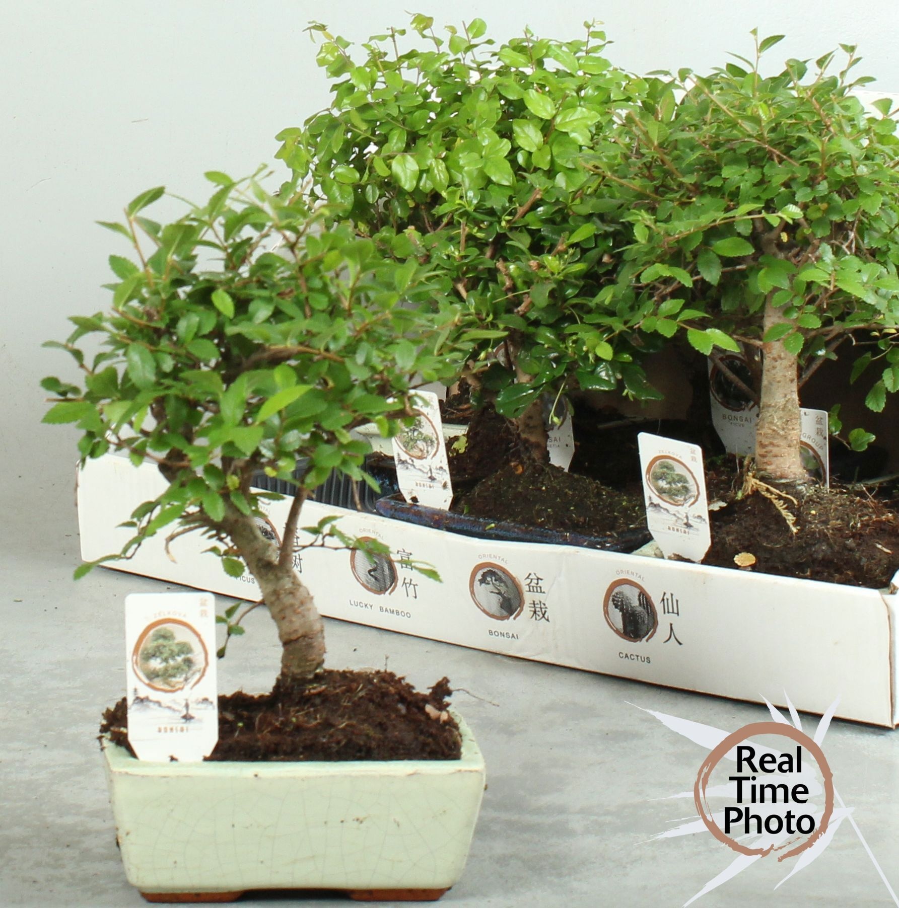 Bonsai Gem 15P 20H