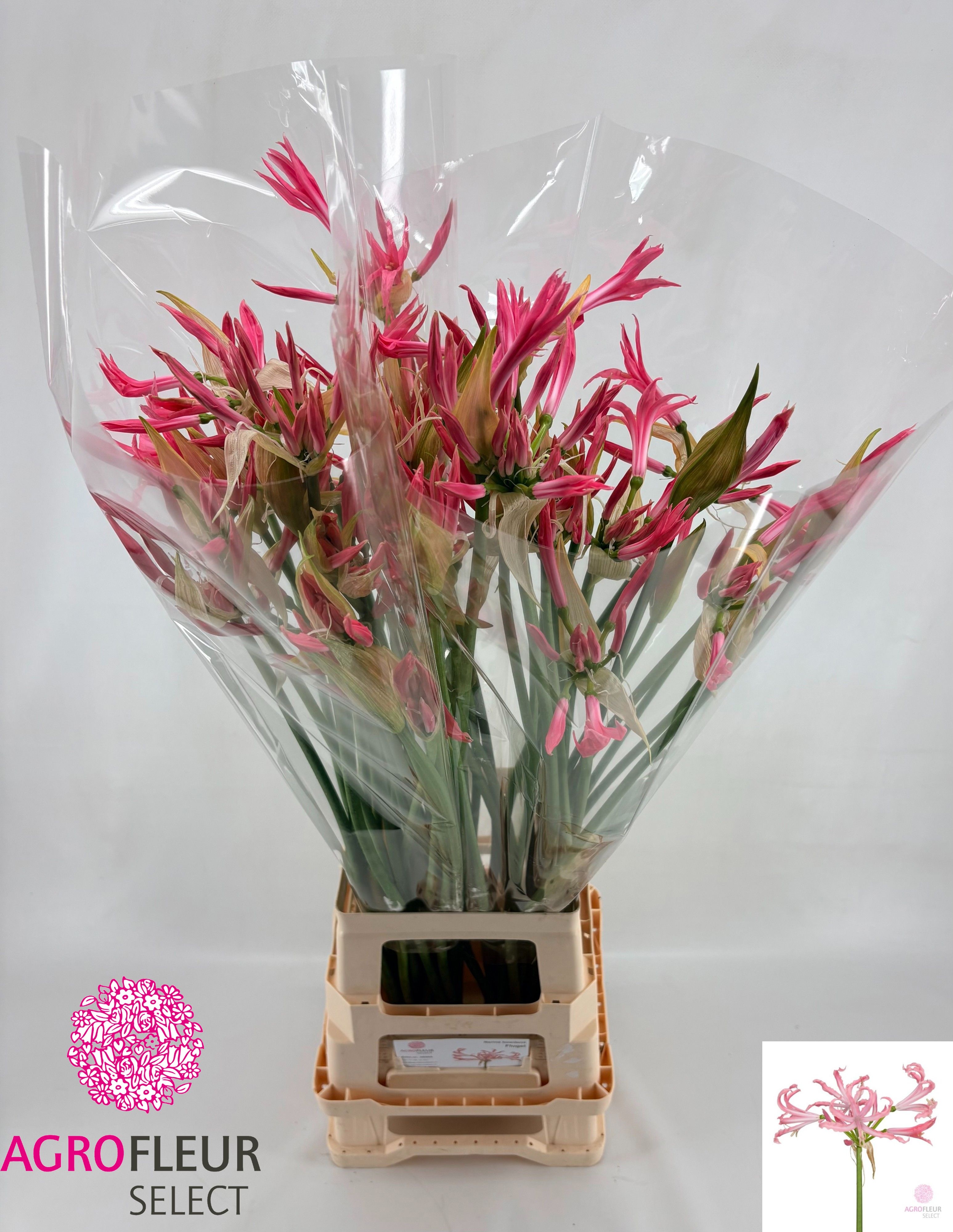Ne Bo Flugel 80cm