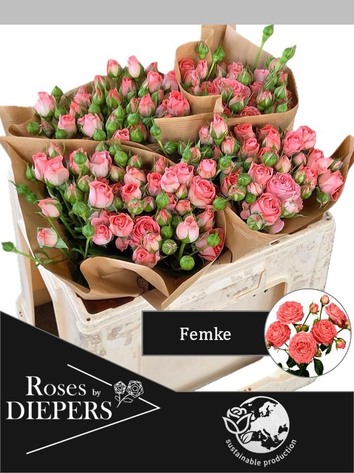 R Tr Femke