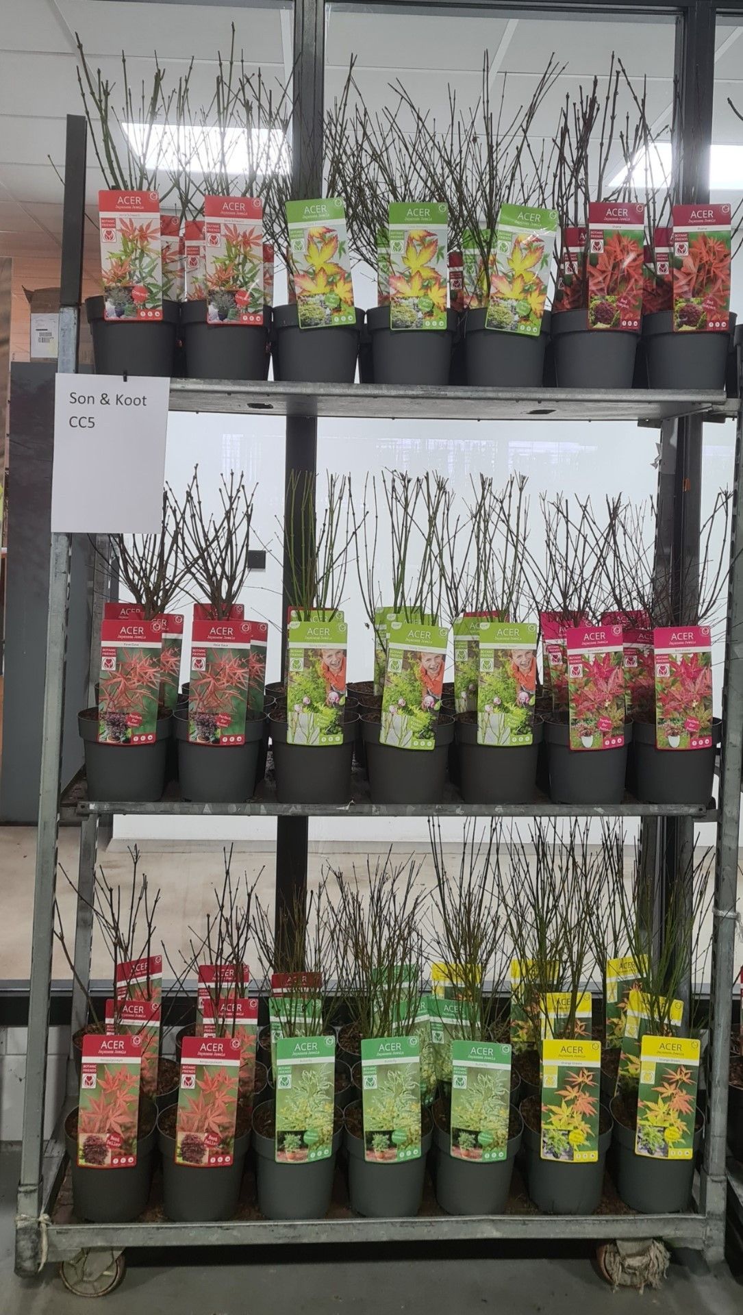 Acer Palm. Diverse Mix Volle Cc