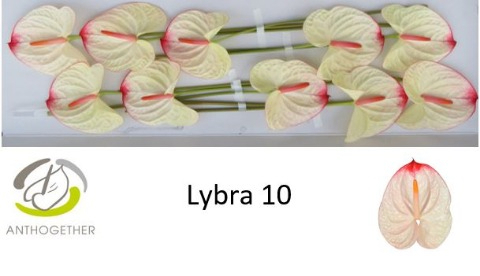 Anth A Lybra