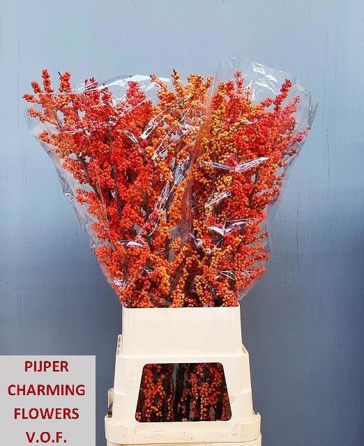 Ilex Winter Gold 150cm