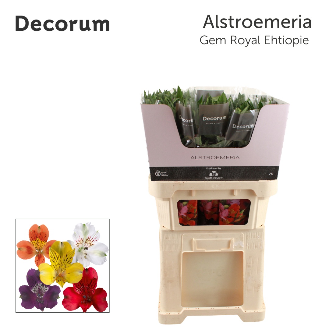 Alstr Assorted In Bucket 70cm 85gram