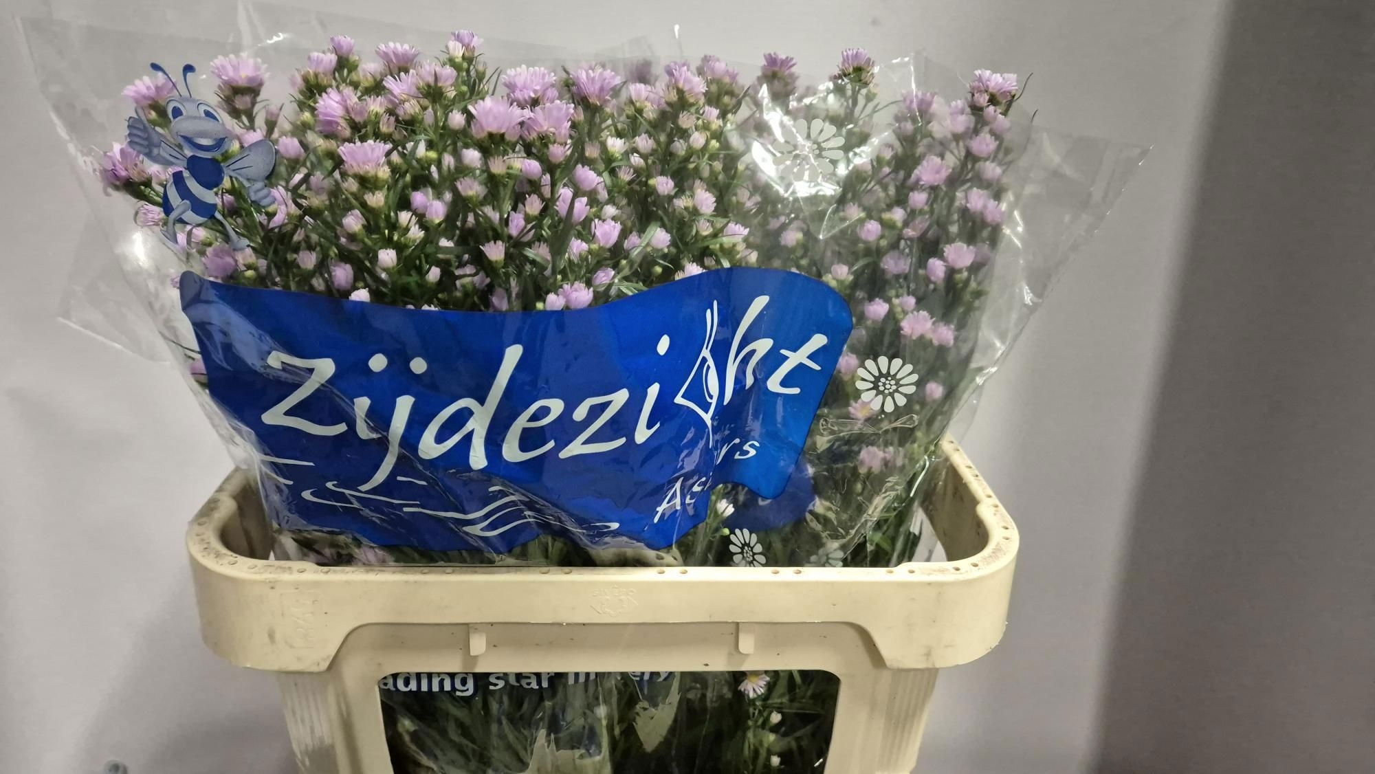 Aster Claudia 70cm 20gram