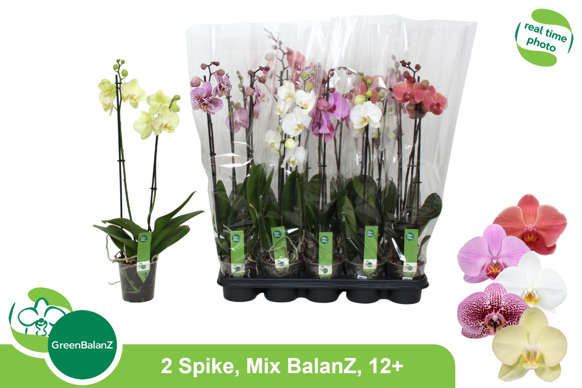 Phal Gem 5 Kl 12P 65H 2TAK 12bloem 23bloei