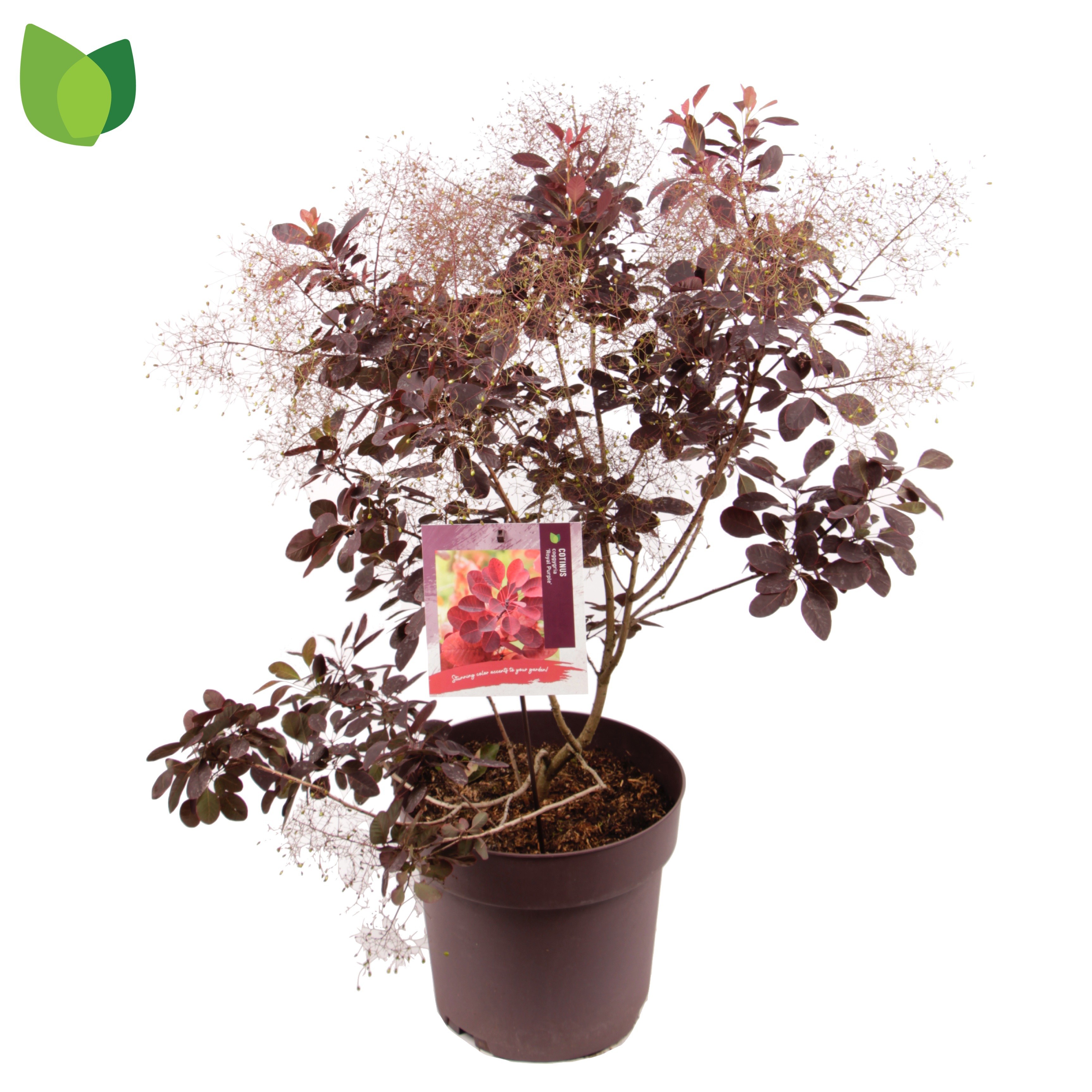 Coti Co Royal Purple
