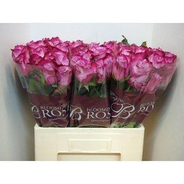 Rosa Deep Purple 60cm