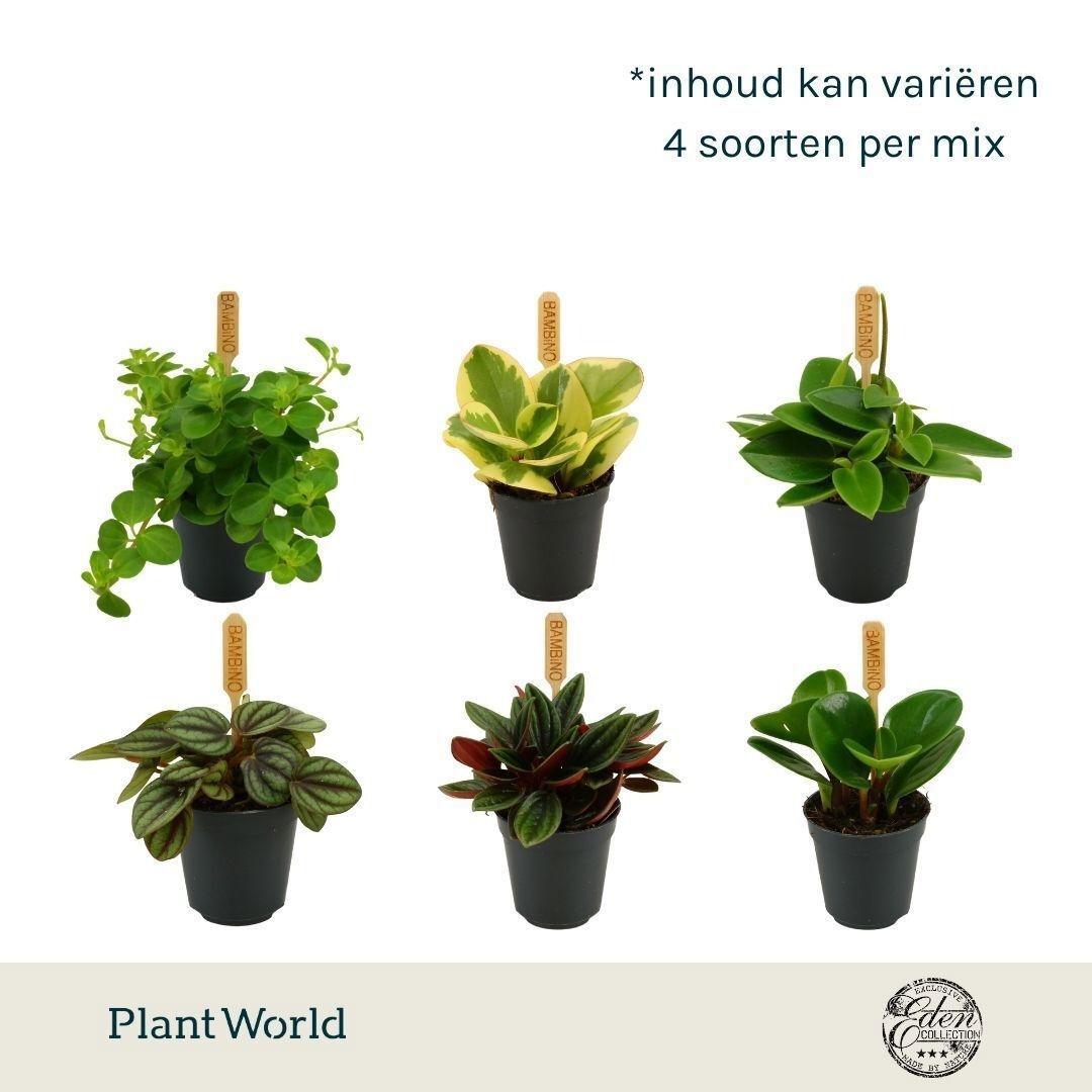 Peperomia gemengd