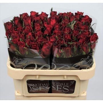 Rosa Ever Red 70cm