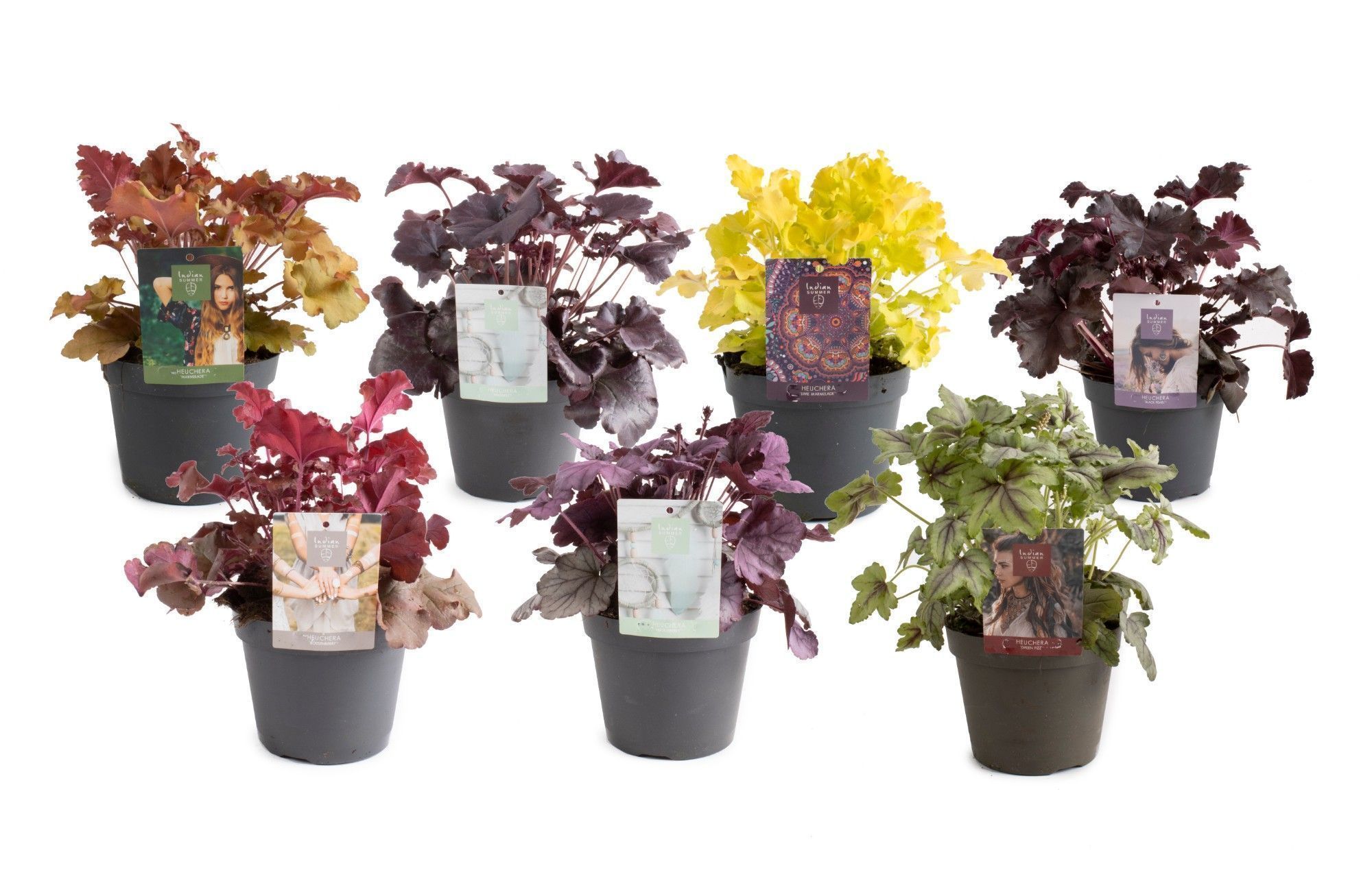 Picture of Heuchera Indian Summer mixed-shelf