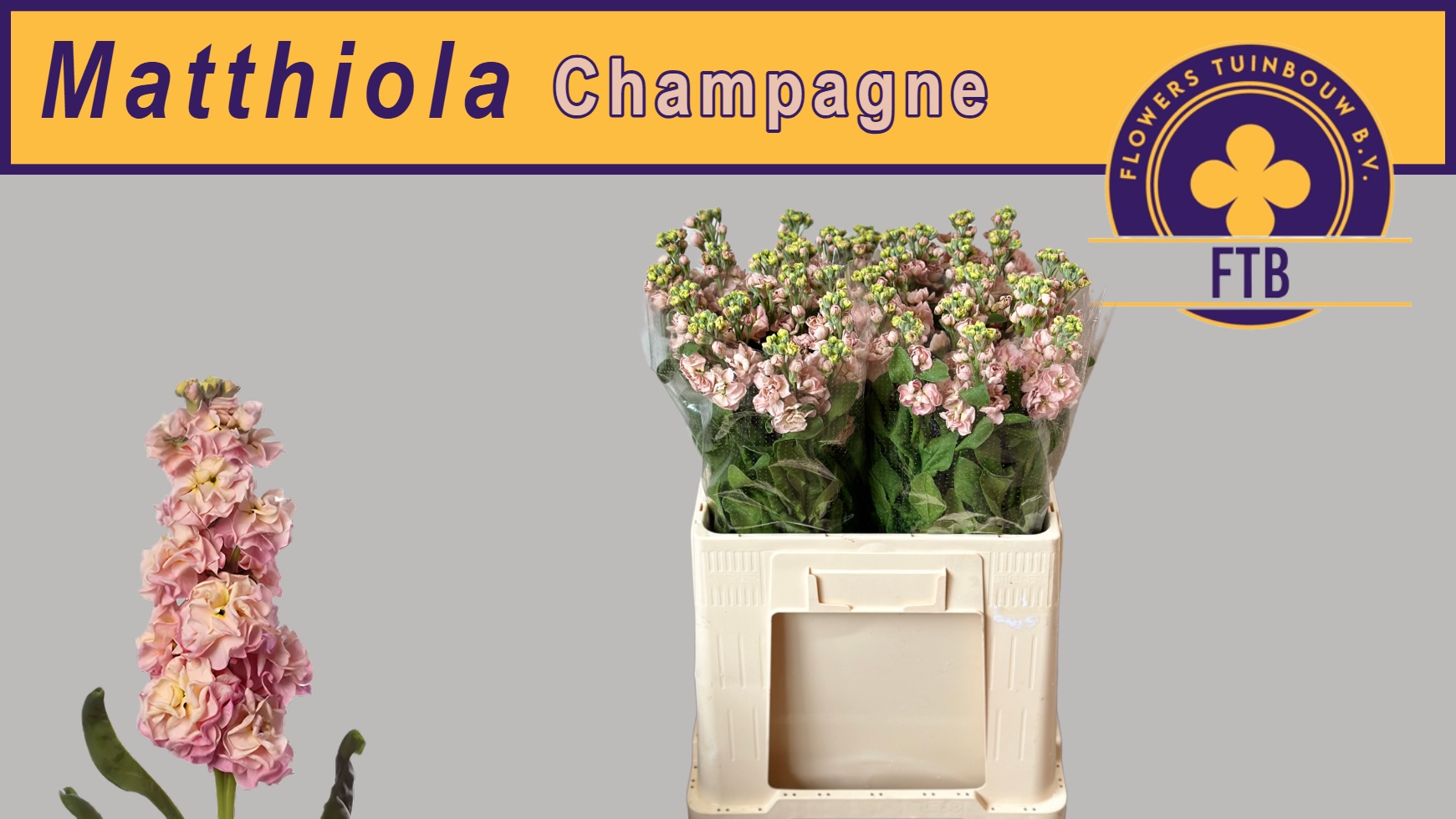 Matthiola Stox Champagne 60cm